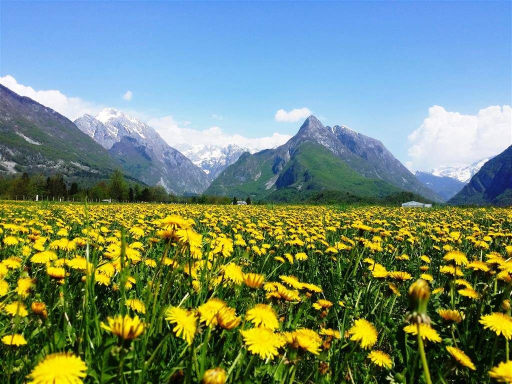 Soča valley and the flowers.